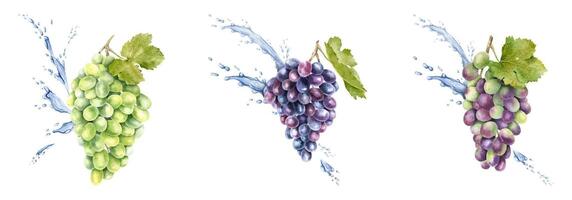 Set of bunch of red grapes, leaf and splashes water, drops. Grapevine. Isolated watercolor illustration For the design of labels of wine, grape juice and cosmetics, cards vector