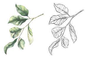 Set of Branches with leaves. Watercolor and sketch outline hand drawn isolated illustrations. Cliparts botanical elements. Design for menu, package, cosmetic, textile, cards vector