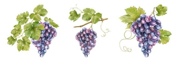 Set of bunch red grapes with leaves. Grapevine. Isolated watercolor illustrations. For the design of labels of wine, grape juice and cosmetics, wedding cards, stationery, greetings cards vector