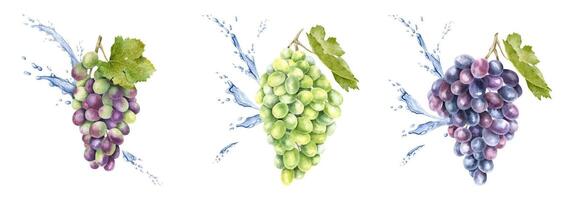 Set of bunch of red grapes, leaf and splashes water, drops. Grapevine. Isolated watercolor illustration For the design of labels of wine, grape juice and cosmetics, cards vector