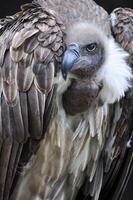 King vulture in front of a dark background photo