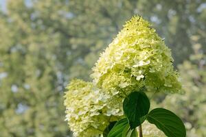 white flowering hydrangea in front of a green background photo