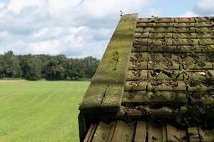 roof with old clay tiles and moss photo