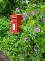 red old english mailbox in a rhododendron bush photo