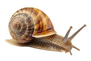 Snail, Isolated on White photo