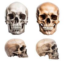 Skulls, Isolated on White photo