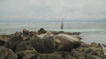 A lonely seabird sits on rocks near the ocean shore. Stormy evening clouds are in the background. Maldives video