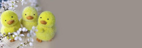Banner with yellow chickens on a wooden stand and flowering plum branches. Easter concept. photo