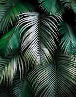 Nature view of green leaf and palms photo
