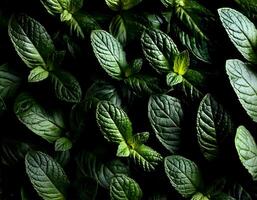 Mint leaves background. Green Peppermint leaves Pattern layout design Top of view. photo