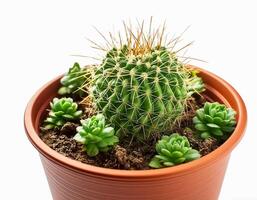 Small plant in pot isolated on white background by front view photo