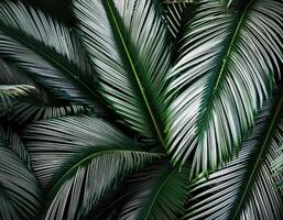 Nature view of green leaf and palms photo