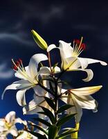 white lily flowers banner. White lily flower. view shows petals, stamens, leaves and buds on a twig on a clear, blue sky day. isolated on bright blue sky photo