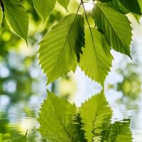 green leaves reflecting in the water photo