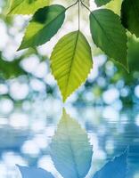 green leaves reflecting in the water photo