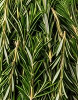 photo of rosemary from above. pattern texture background.