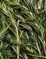 photo of rosemary from above. pattern texture background.