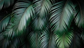 Nature view of green leaf and palms photo
