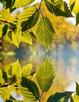 green leaves reflecting in the water photo