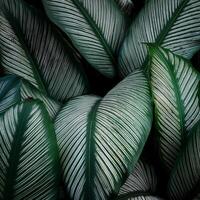 Nature view of green leaf and palms photo