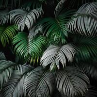 Nature view of green leaf and palms photo
