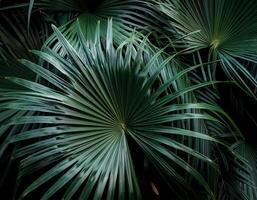 Nature view of green leaf and palms photo