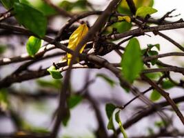 The branches intersect with each other photo