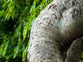 Texrture surface of large trees on leaves background photo