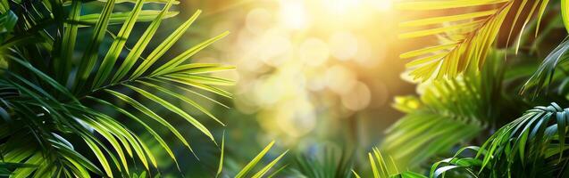 Sun Shines Through Leaves of Tropical Forest photo