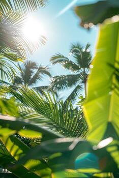 Sun Shines Through Palm Tree Leaves photo