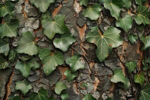 Ivy Growing on the Bark of a Tree photo