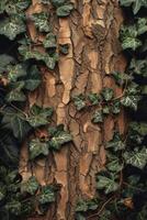 Ivy Growing on the Bark of a Tree photo