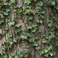 Ivy Growing on Bark of Tree photo