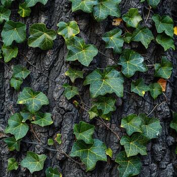 Ivy Growing on the Bark of a Tree photo