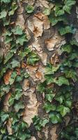 Ivy Growing on Bark of Tree photo