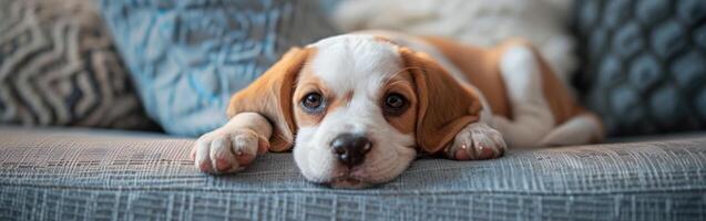 Beagle Dog Laying on Couch photo