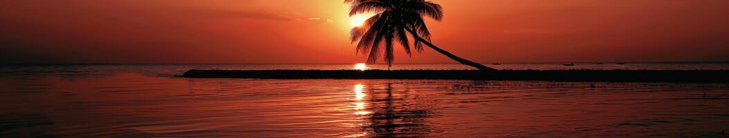 Palm Tree Silhouetted Against the Setting Sun photo
