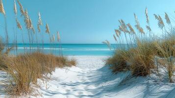 Sandy Beach With Sea Oats and Ocean photo