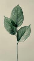 Close Up of a Green Leaf on a White Background photo