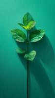 Green Leaf on Green Background photo