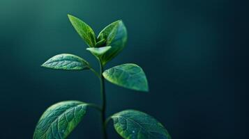Close Up of a Plant With Green Leaves photo
