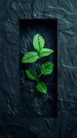 Green Leaf in Black Frame on Stone Wall photo