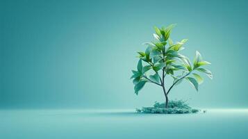 Small Tree With Green Leaves on Blue Background photo