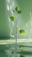Green Plant Growing in the Middle of Water photo