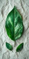 Green Leaf on Top of Paper photo
