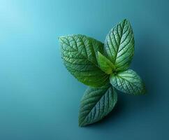 Green Leaf on Blue Background photo