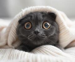 Black Cat Peeking From Under Blanket photo