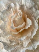 Close-Up of a Flower With White Center photo