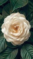 White Flower Surrounded by Green Leaves photo
