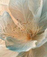 Large White Flower With Blue Center photo